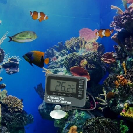 un aquarium avec des poissons et un Thermomètre d'aquarium avec capteur d'ambiance de Thermometre.fr.